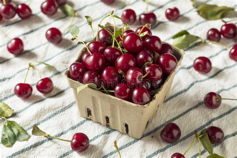 Raw Red Organic Tart Cherries Stock Photo Image Of Drink Bing 123488308