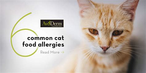 Oftentimes, managing allergy problems can require a bit of trial and error to find out what works, and there are a variety of medications and products we may sometimes systemic medications are the foundation of successful management of itchiness, one of the most common allergy symptoms. The 6 Most Common Food Allergies in Cats | Avoderm Natural