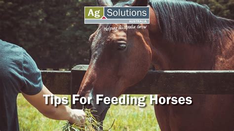 Tips For Feeding Horses Youtube