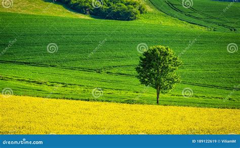 Spring Rural Landscape With Rapeseed Fields And With Lonely Tree Stock
