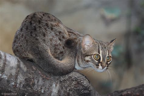 In 2012, it was also recorded in the western terai of nepal. Wild Cats: The Rusty Spotted Cat - kimcampion.com