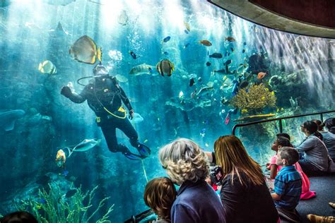 Aquarium Of The Pacific Visit Long Beach