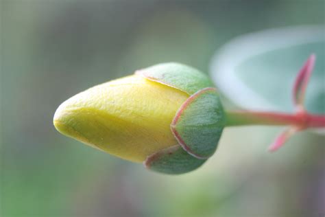 Free Images Nature Branch Blossom Leaf Flower Petal Bloom