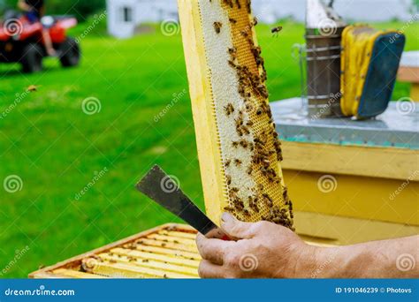 Beekeeping Apiculture Beekeeper Works With Bees Near Hives Taking Out