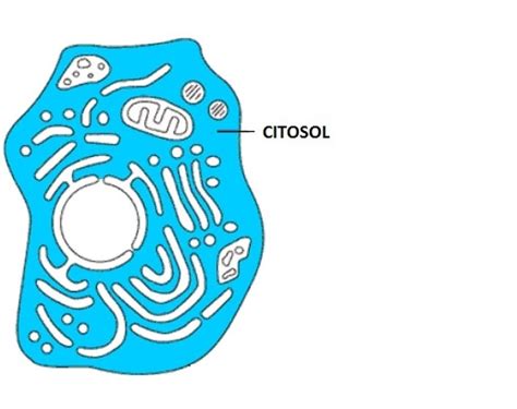 Composição Do Citoplasma A Célula