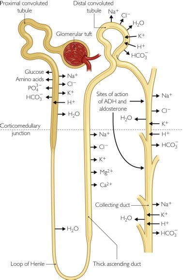 Disorders Of The Kidney And Urinary Tract Obgyn Key