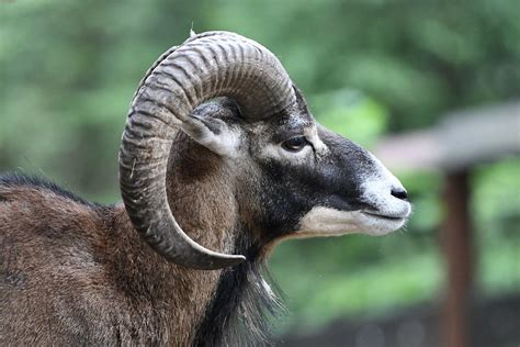 The European Mouflon Ovis Gmelini Musimon Is A Subspecie Flickr