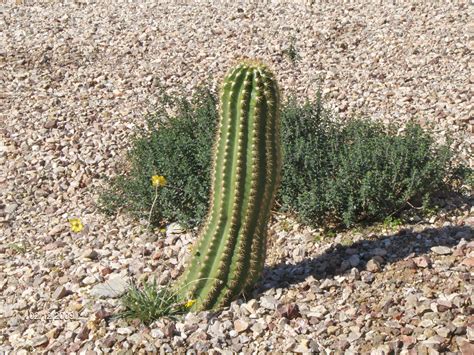Arizona Cactus Plants Arizona Gardens Cacti Outdoor Gardens Cactus
