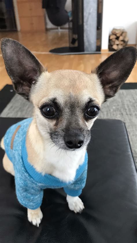 Cute Chihuahua Boy 💕 Cute Chihuahua Chi Chi French Bulldog Children