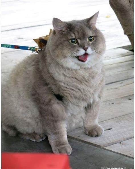 3929 Best Chonkers Images On Pholder Chonkers Absolute Units And Aww