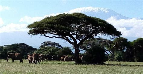 Park Narodowy Amboseli Całodniowa Wycieczka Z Nairobi Getyourguide