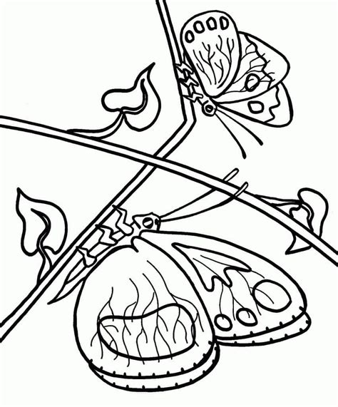 Dibujos De Dos Mariposas Para Colorear Para Colorear Pintar E Imprimir