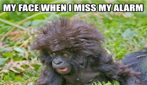 15 Hilarious Monkey Memes To Brighten Your Day Funny Animal Pictures