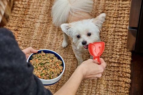 How often should a puppy eat? How Often Do You Feed A Puppy? Guide For New Owners ...