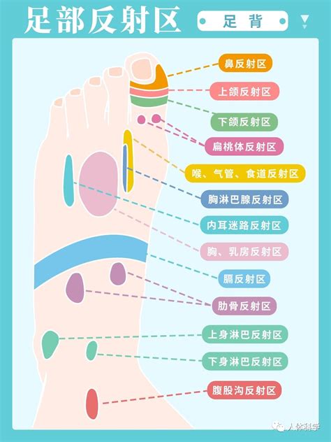 【足部反射区】足部按摩指南：正确抠jio，高效养生 知乎