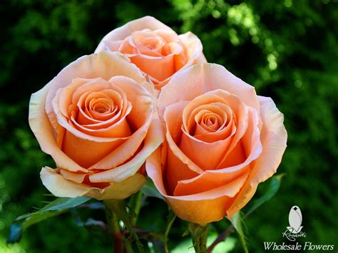 25 Lavender And 25 Peach Roses Rosanti Flowers