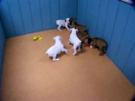 Boxer puppies for sale and dogs for adoption in california, ca. Boxer, Puppies, For, Sale, In, San Francisco, California ...