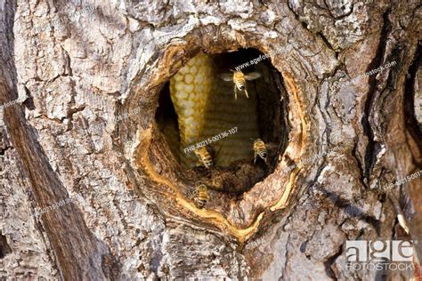 Western Honey Bee Apis Mellifera Four Adults In Flight Stock Photo
