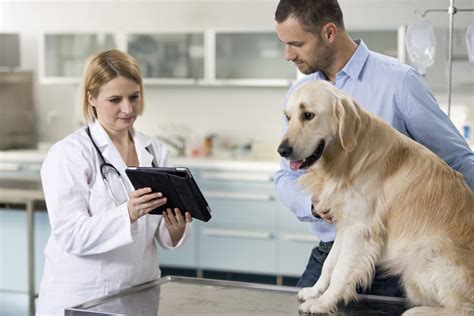 What Do Vets Do Veterinary Practice News Canada