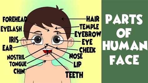 All Parts Of The Face In English Human Face Parts Names Human