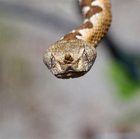 § вид асписовая гадюка (vipera aspis, болг. В България се срещат 17 вида змии от 4 семейства | 24Zdrave.bg
