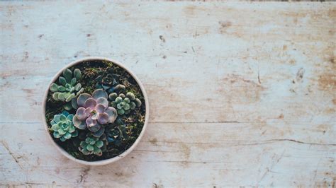 Desktop Succulents Wallpapers Wallpaper Cave