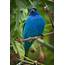 Feather Tailed Stories Indigo Bunting