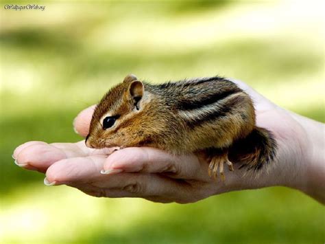 Baby Chipmunks