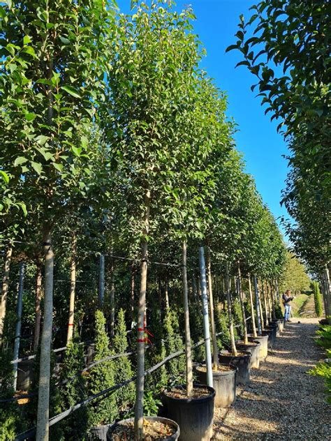 Ligustrum Japonicum Wax Leaf Privet Deepdale Trees