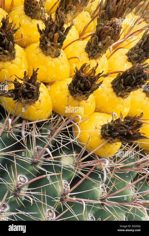 Barrel Cactus Fruit Saguaro National Park Rincon Mountain District