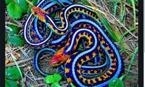 Most Beautiful And Dangerous Snakes In The World Newstrack English My