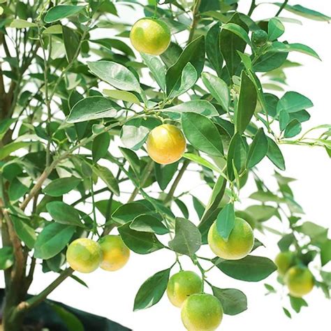 Citrus Bushy Wahat Al Sahraa
