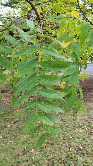 Complete Guide To Black Walnut Trees Juglans Nigra Growit Buildit