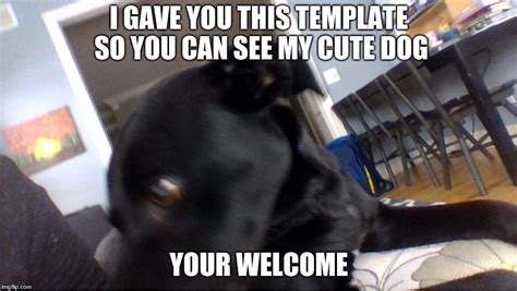 Image Tagged In Cute Doggo Imgflip