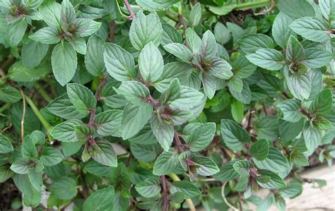 Filechocolate Mint Plant