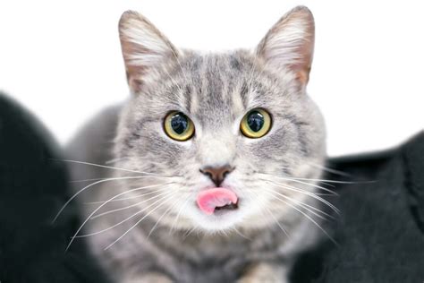 Why Do Cats Stick Their Tongue Out 16 Reasons