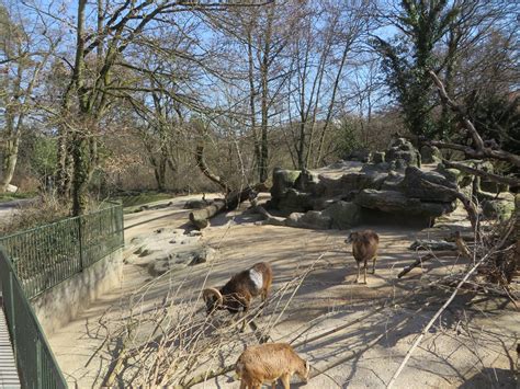 European Mouflon Enclosure Zoochat