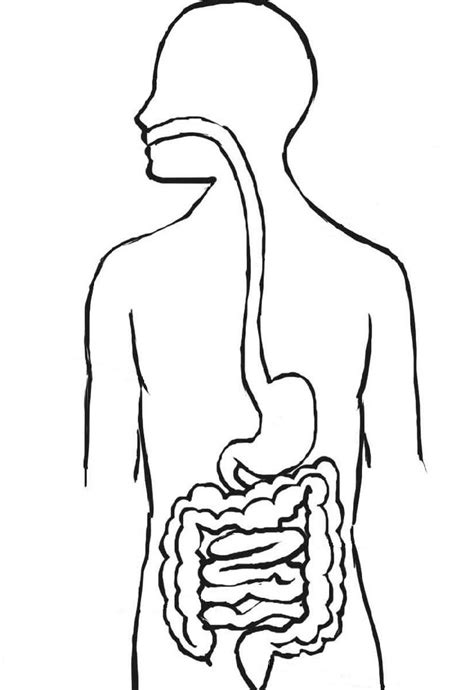 The Human Body Is Shown In Black And White With An Outline Of The Stomach
