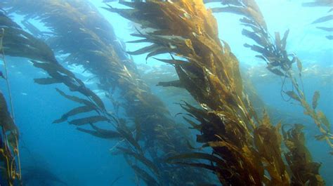 Tracking Giant Kelp From Space University Of California