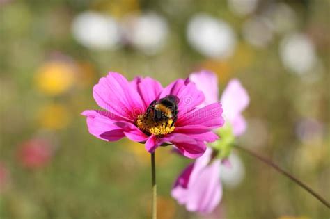 Bumble Bee Collecting Pollen On Pink Cosmos Flower Stock Photo Image