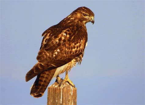 Geotrippers California Birds Bird Of The Day Red Tailed Hawk At The