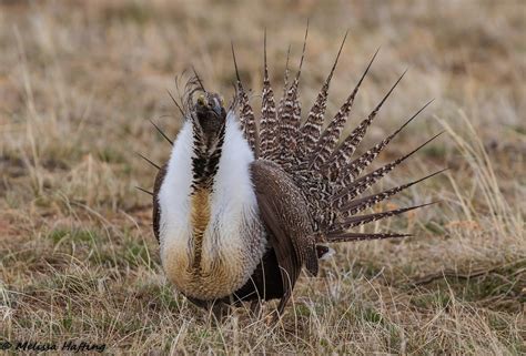 Greater Sage Grouse Centrocercus Urophasianus Colorado Flickr