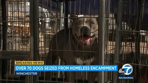 76 Dogs Seized By Animal Control At Riverside County Homeless