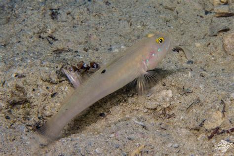 Sleeper Blue Dot Goby Facts And Photographs Seaunseen