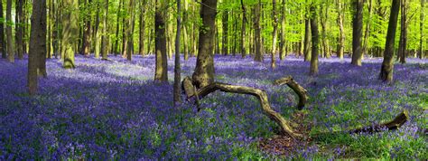 Purple Flower Field Under Trees At Daytime Flowering Crawley