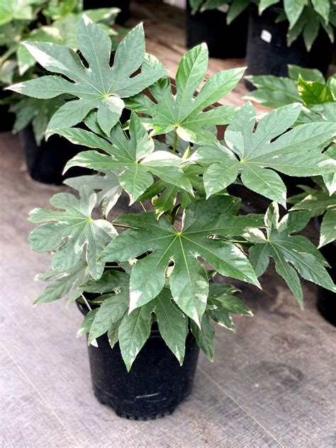 Fatsia Variegated The Watering Can Flower Market