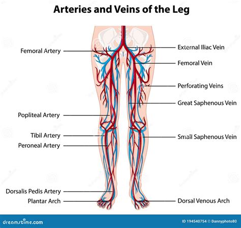 Arteries Veins And Lymph Nodes With Skeletal Body Anterior View Royalty Free Stock Photo