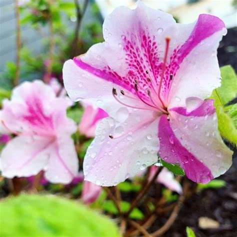 Fancy Front Yard Pink Flowers To Welcome Summer True