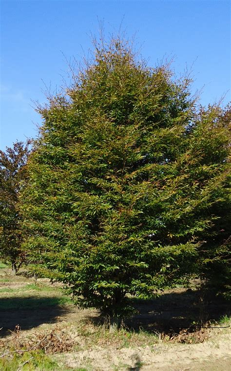 Fagus Sylvatica ‘asplenifolia 35 8′ Green Acres Tree Farm
