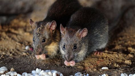 Rats Set To Invade Uk Homes As Vermin Swarm In To Escape Cold Weather